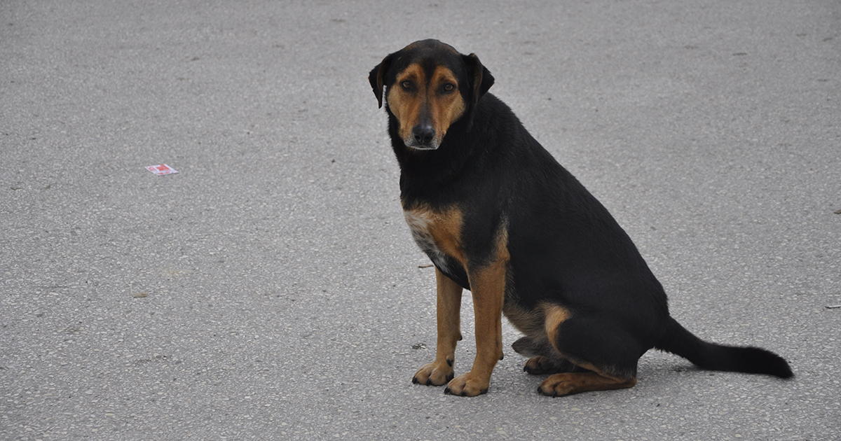 Strassenhund